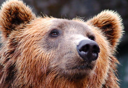 Ucraina, salvato l'orso di Bakhmut